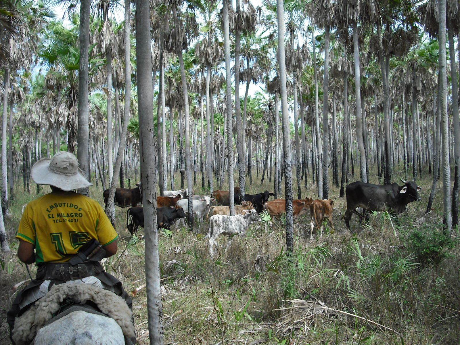Open savanna of the Paraguayan Chaco